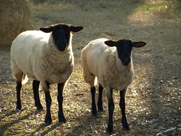 Wikipedia (https://en.wikipedia.org/wiki/Sheep#Characteristics)